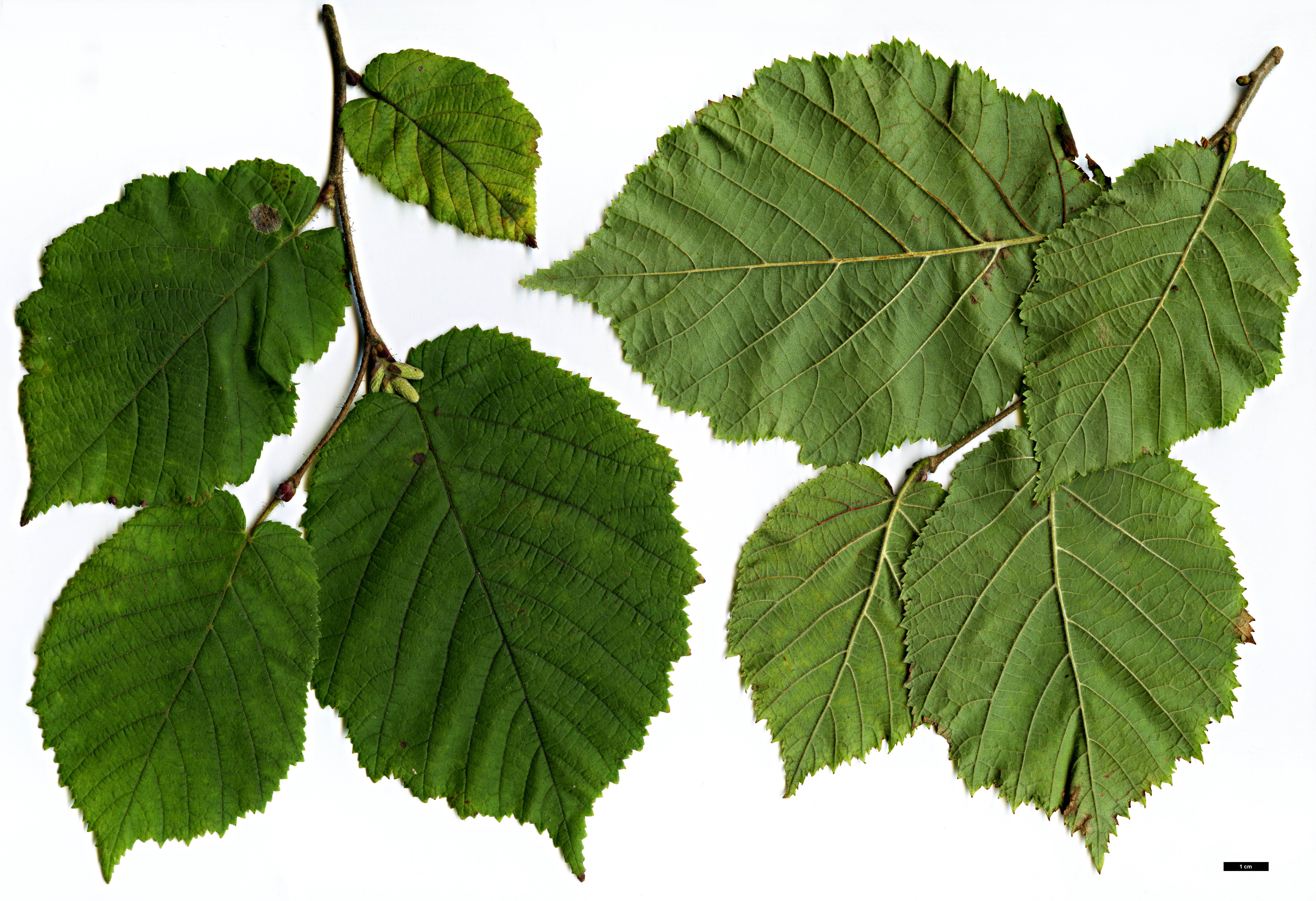 High resolution image: Family: Betulaceae - Genus: Corylus - Taxon: heterophylla - SpeciesSub: var. sutchensis